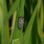 ladybird larva